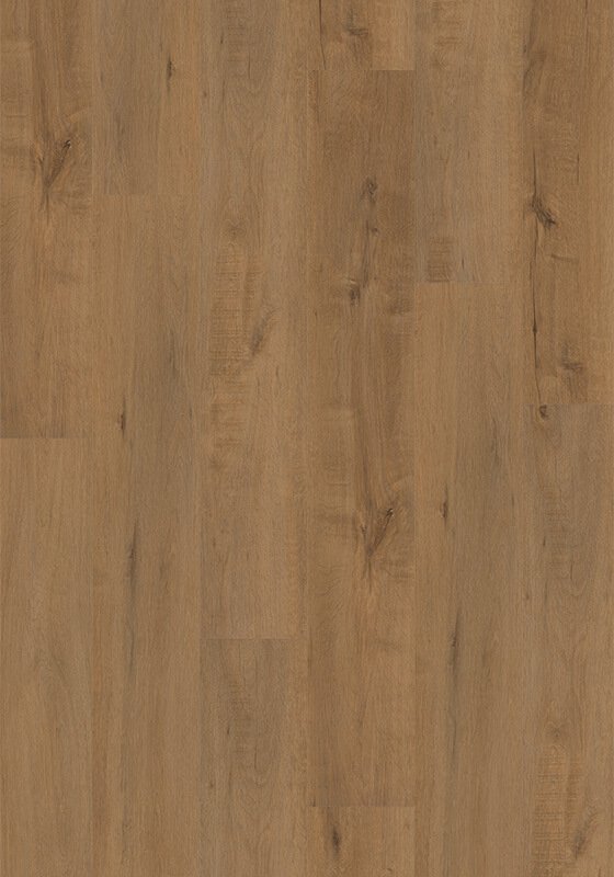 LeConte Oak Cover Photo